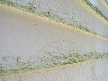 What Is Really Growing on Your Siding? (And How to Destroy It Safely)